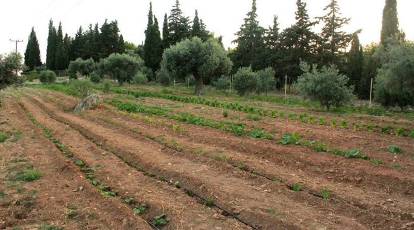 Θρίλερ στη Μεσσηνία – Βρέθηκε ανθρώπινο κρανίο σε χωράφι – Υποψίες ότι ανήκει σε αγνοούμενη ηλικιωμένη